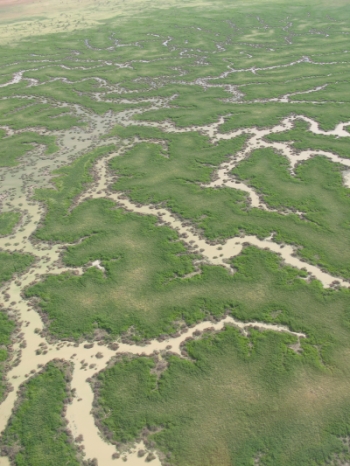 Arid Queensland after rain Photo by Nick Cuff