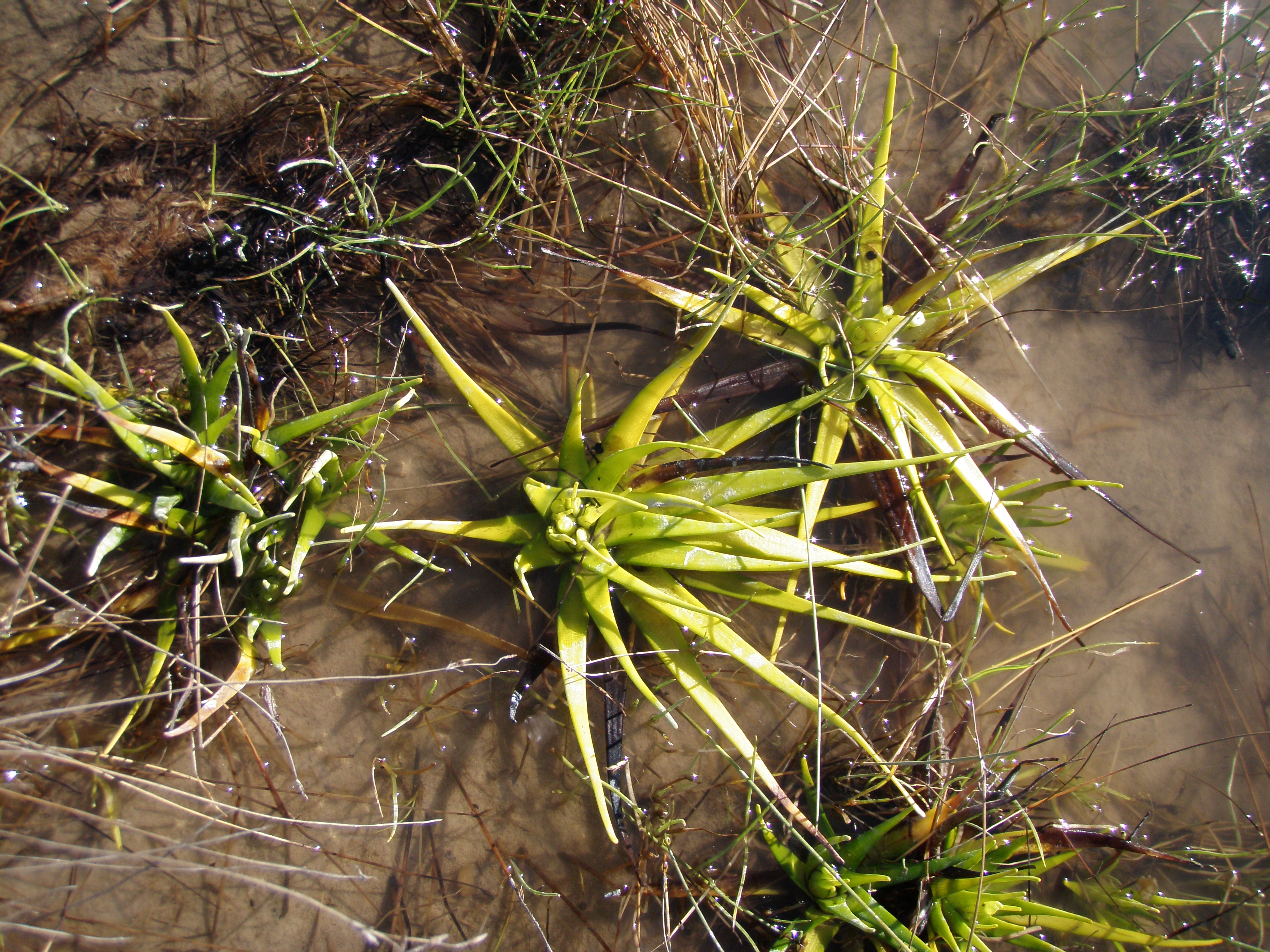 Edgbaston Springs complex contains many endemic species Photo by DSITIA