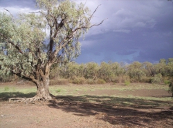 Longreach, Lily Lagoon, Photo by Cathy Ellis