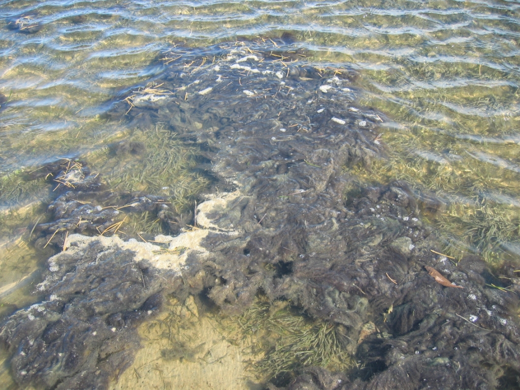 Large blooms of lyngbya can smother seagrass beds, Photo by DETSI