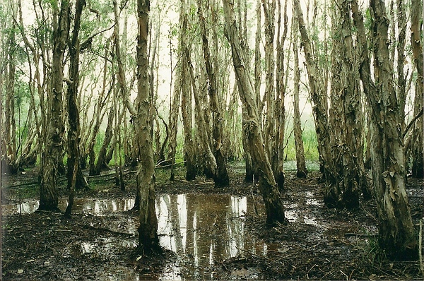 Freshwater Creek Wetland Photo by Moreton Bay Regional Council