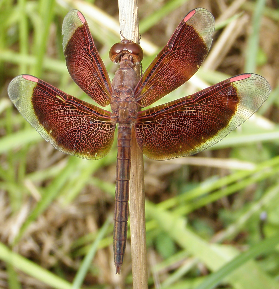 Dragonfly Photo by Water Planning Ecology Group, DSITIA