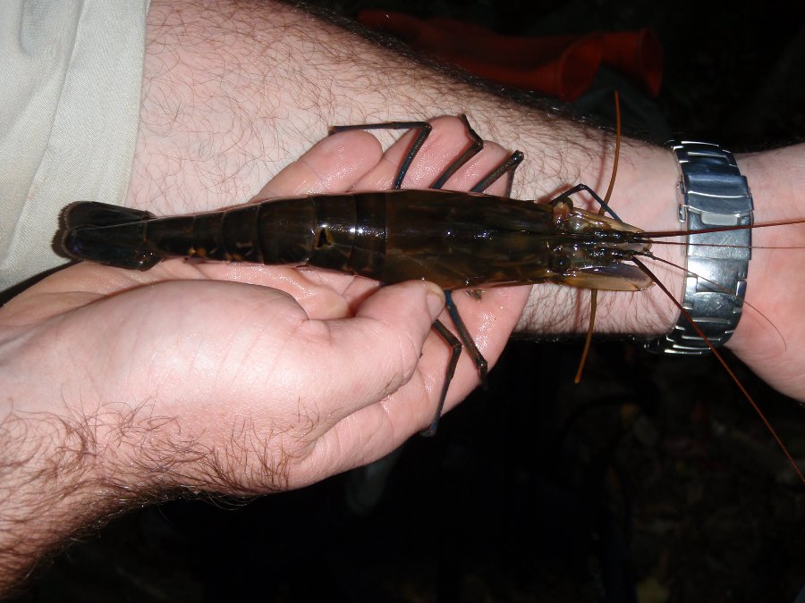 Large Macrobrachium Wet Tropics Photo by Water Planning Ecology Group, DSITIA