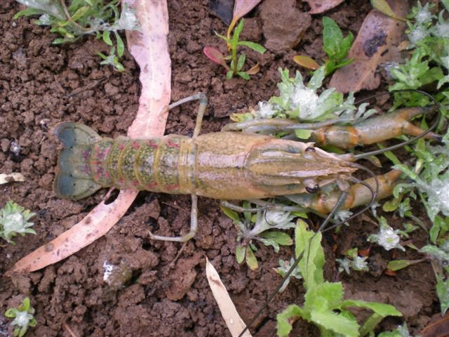 Redclaw - a threat in the Lake Eyre Basin Photo by Water Planning Ecology Group, DSITIA