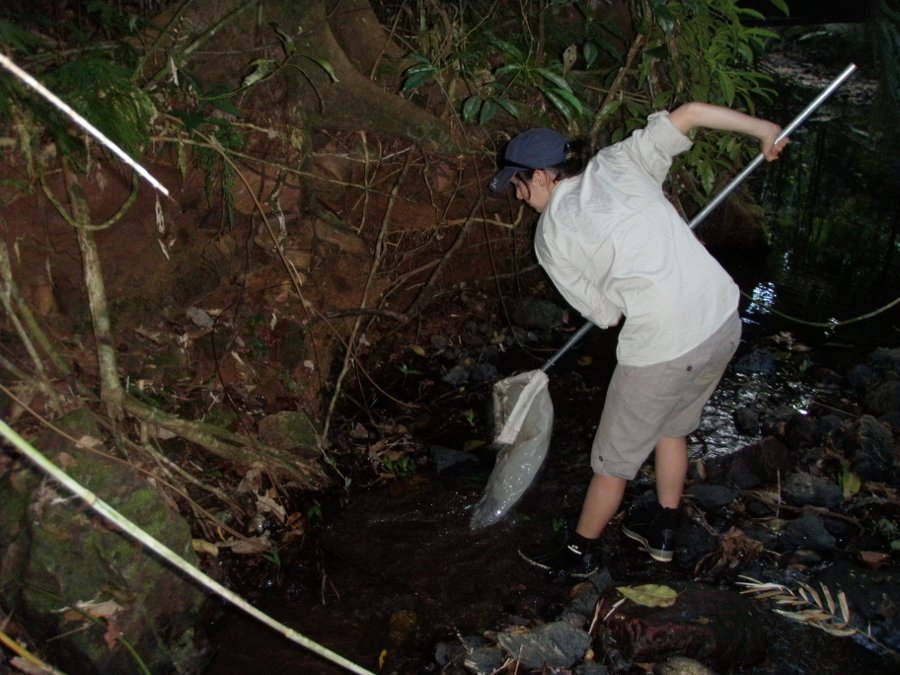 Macroinvertebrate edge sample Photo by Water Planning Ecology Group, DSITIA