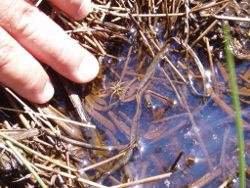 Tiny wolf spider (near fingertip), a member of the nationally-protected community of species dependent on discharge from the Great Artesian Basin. Photo by Moya Tomlinson
