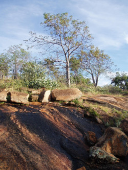 Rock seep at Undara Photo by Chris Sanderson