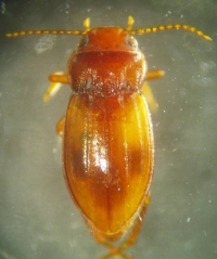 Subterranean beetle, Photo by Moya Tomlinson