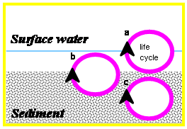 Diagram shows different types of fauna and where they live: <p>a. stygoxene</p><p> b. stygophiles</p><p> c. stygobites</p>