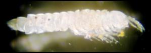 Syncarid, Photo by Moya Tomlinson