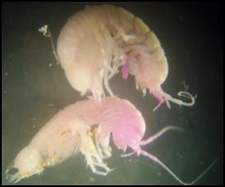 Isopod, Photo by Moya Tomlinson