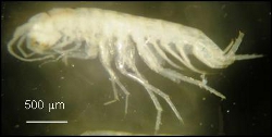 Amphipod, Photo by Moya Tomlinson