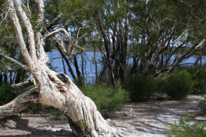 Brown Lake Photo by Andea Ferris