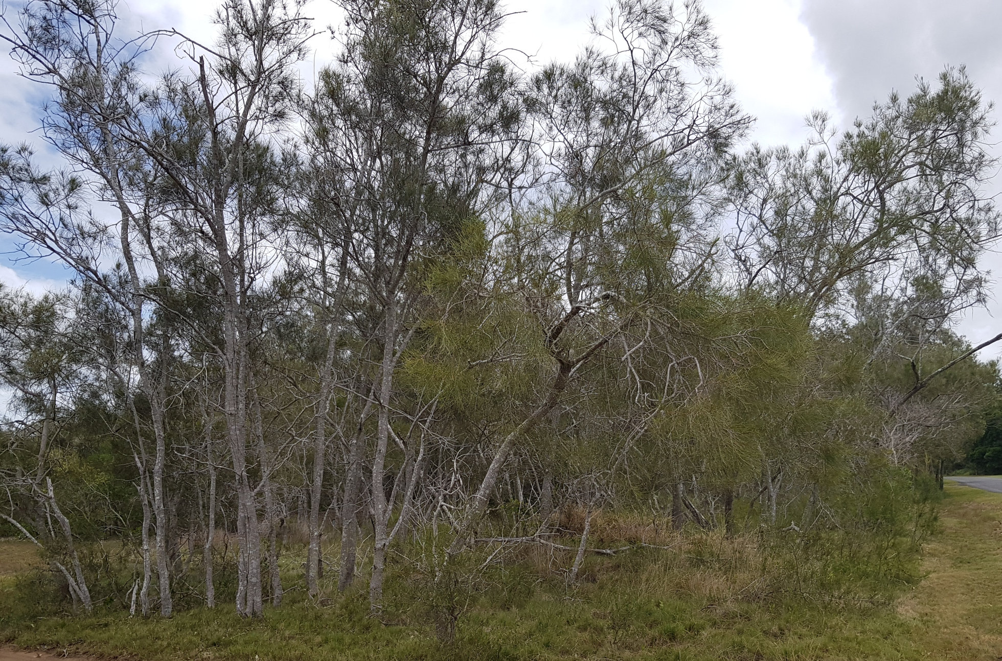 <em>Casuarina glauca</em>, Photo by Maria Zann