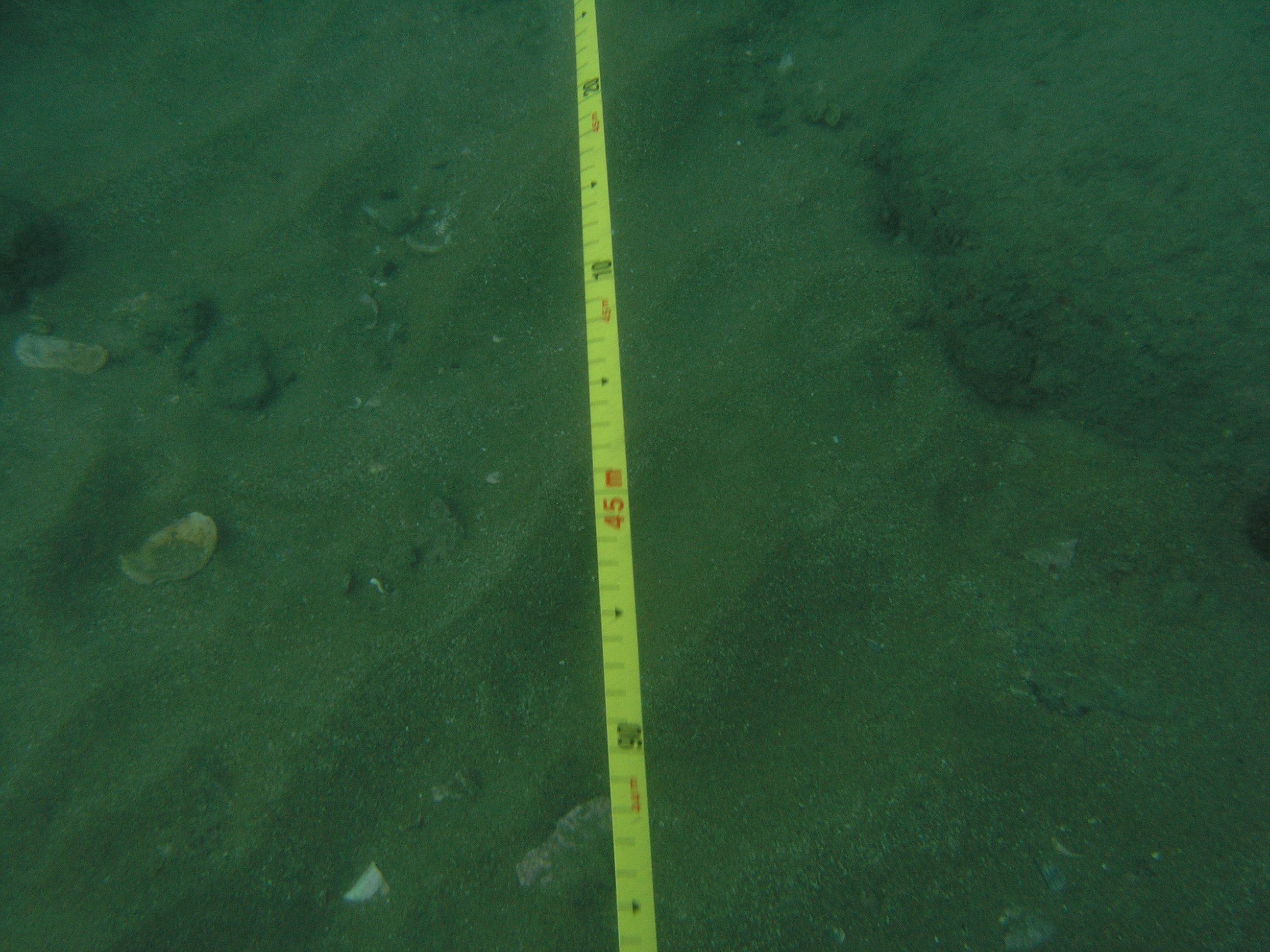 Muddy sand at Barolin Rocks. Photo by Tom Davis