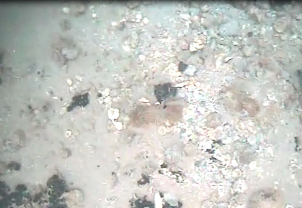 Subtidal gravel (high energy). Photo by Maria Zann