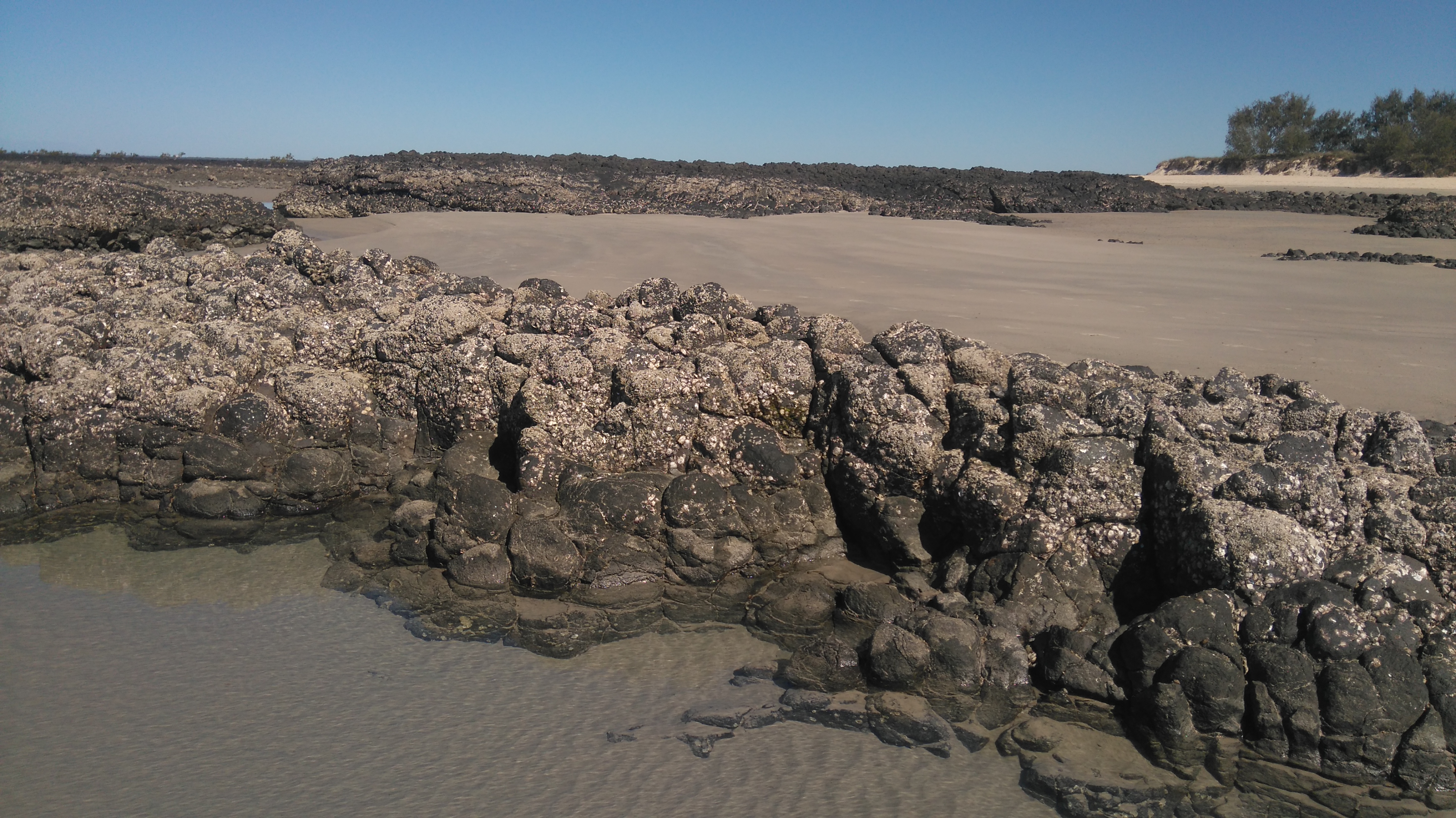 Oysters on consolidated. Photo by Maria Zann