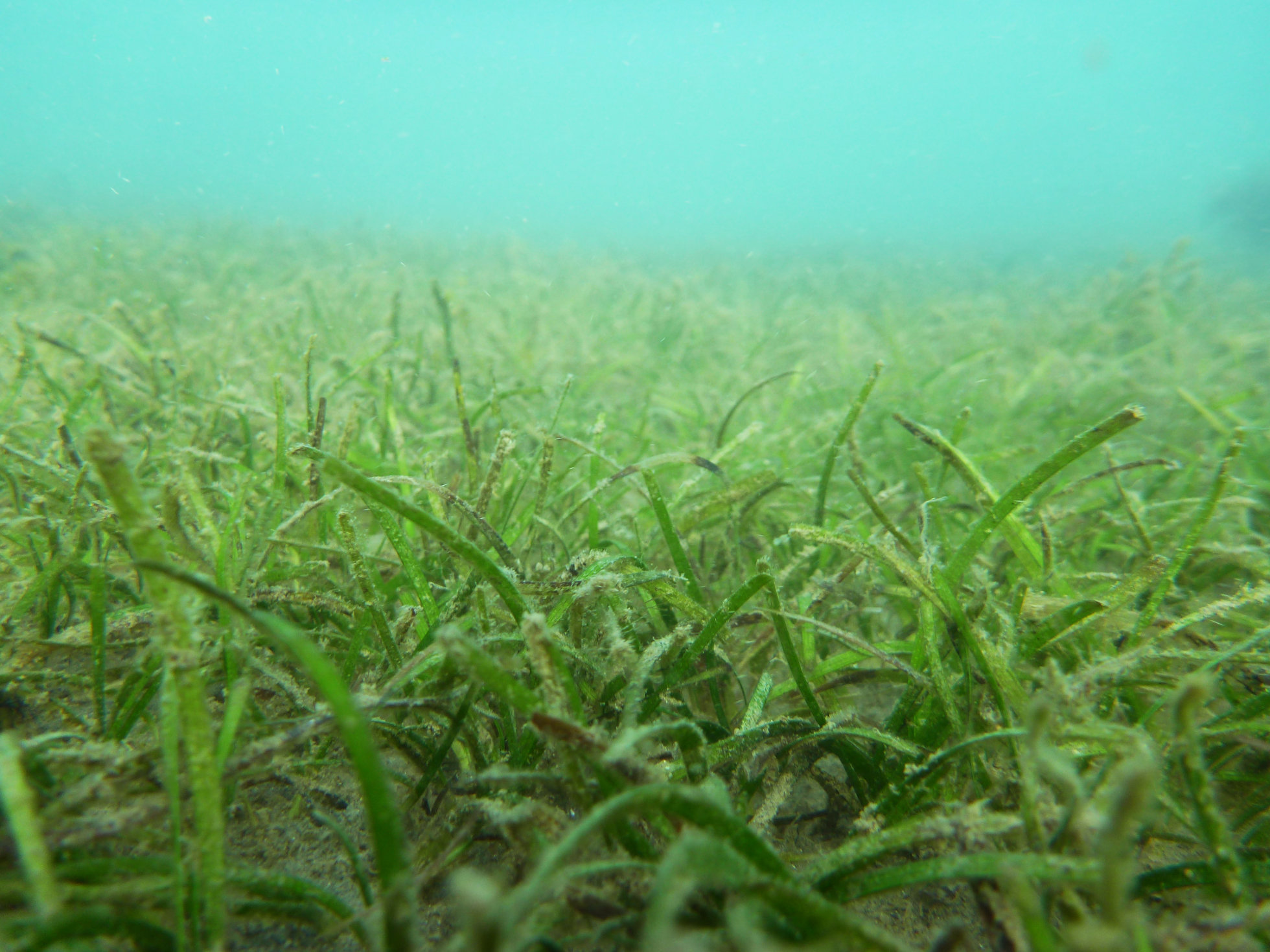 <em>Z. Muelleri,</em> Gladstone. Photo by TropWATER Seagrass Ecology Group