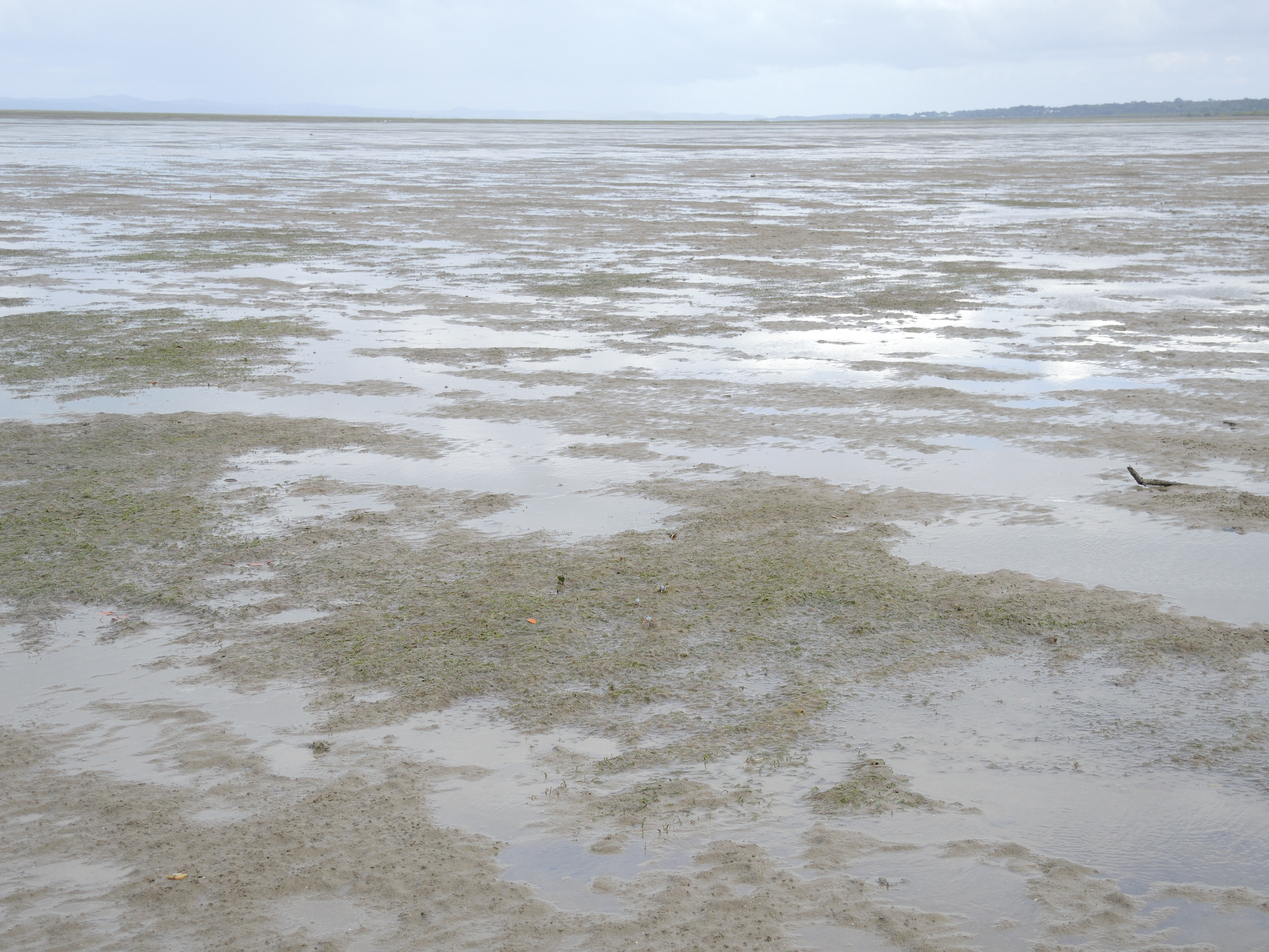 Urangan Seagrass. Photo by Natalie Kastner, Queensland Government