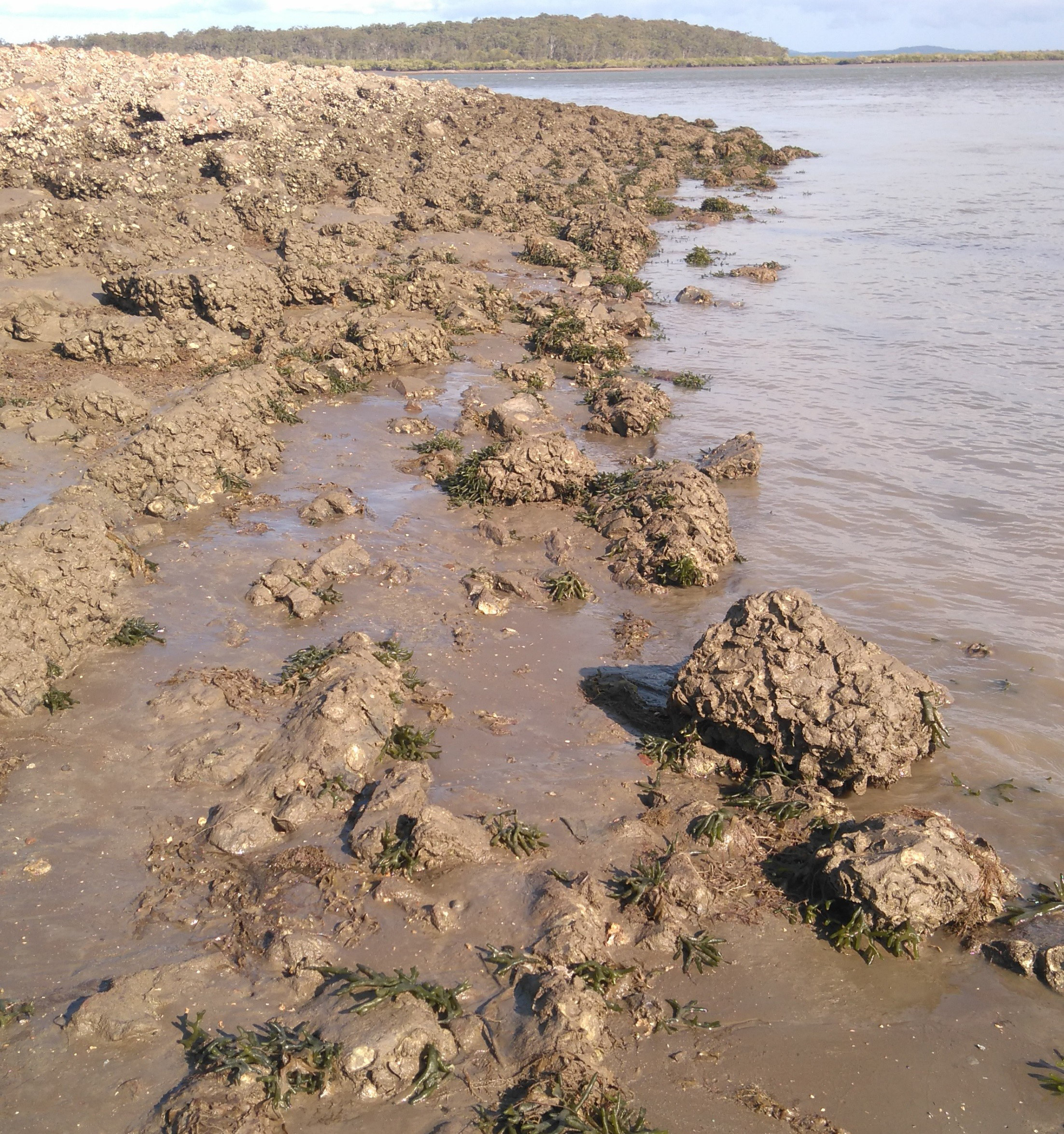 Dead Man's Fingers green algae (<em>Codium fragile</em>). Photo by Maria Zann