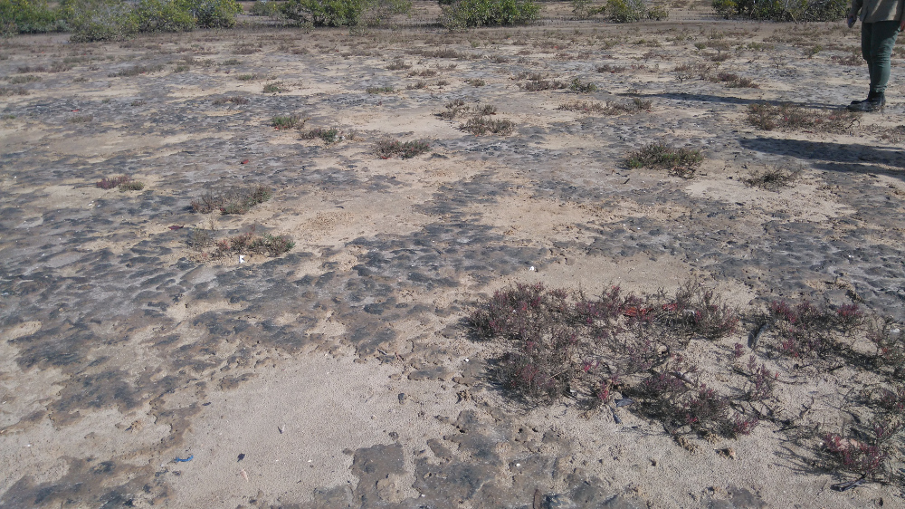 Claypan. Photo by Maria Zann