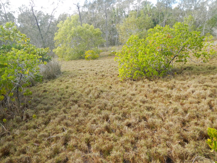 <em>Sporobolus virginicus</em>. Photo by Maria Zann