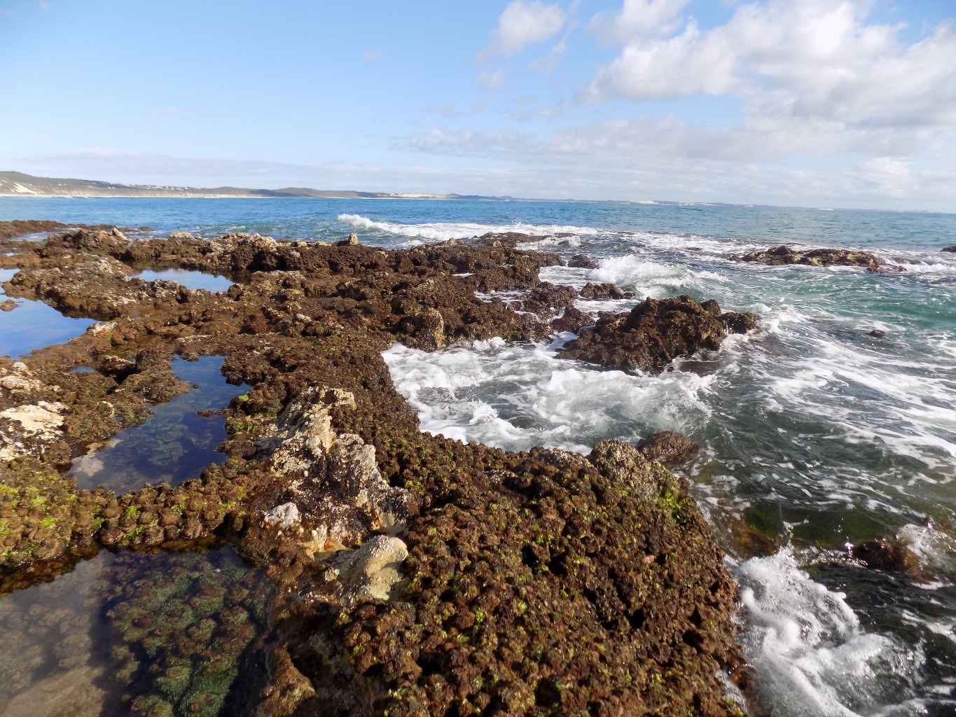 Sea squirts or cunjevoi <em>Pyura</em>. Photo by Sven Lavender, Queensland Government