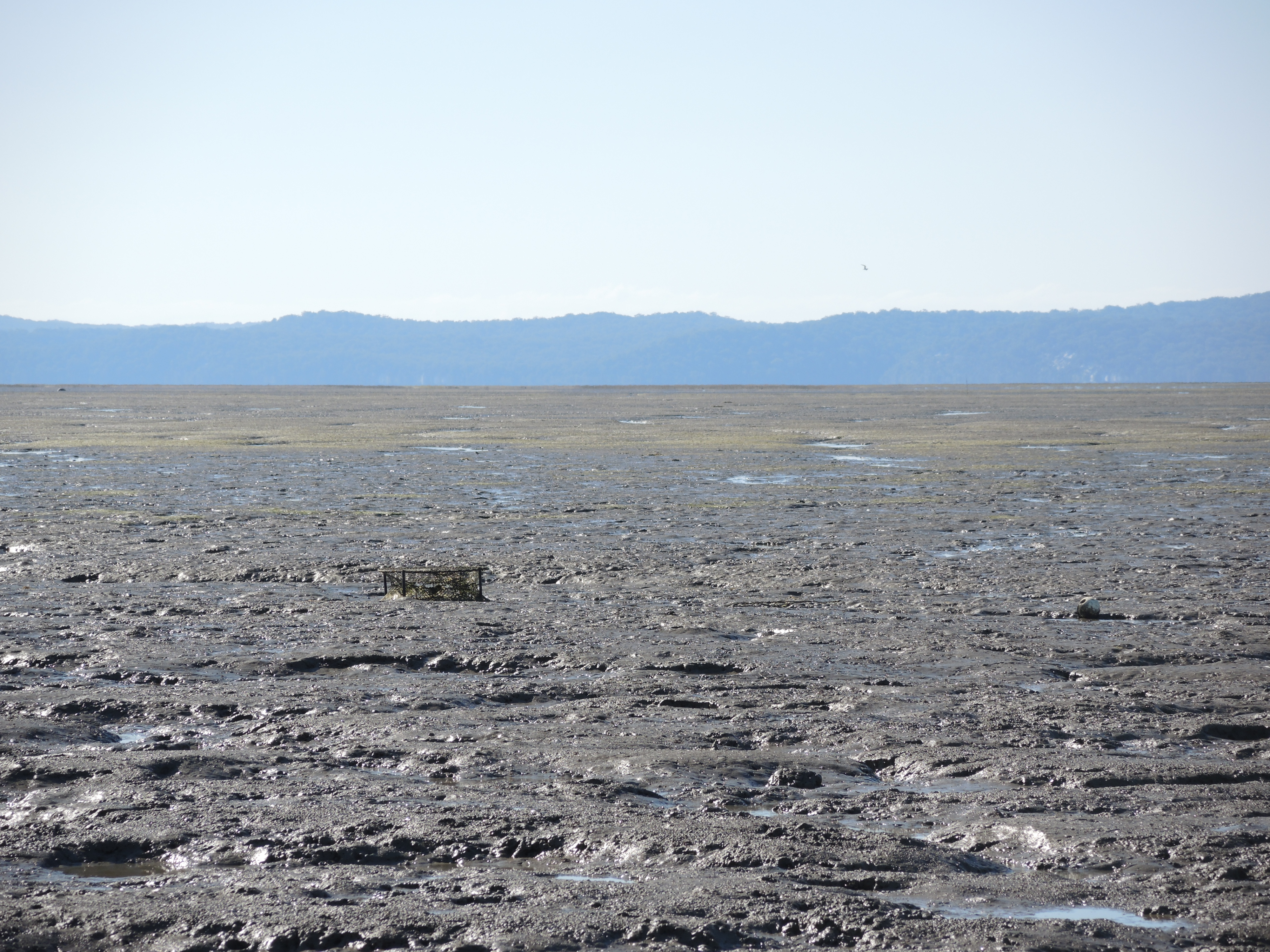 Mudflat at Booral. Photo by Natalie Kastner, Queensland Government