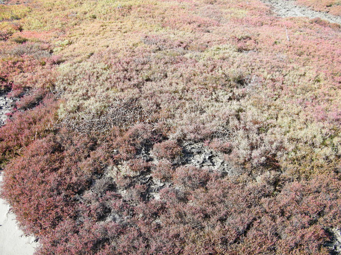 Saltpan ecosystem. Photo by Natalie Kastner