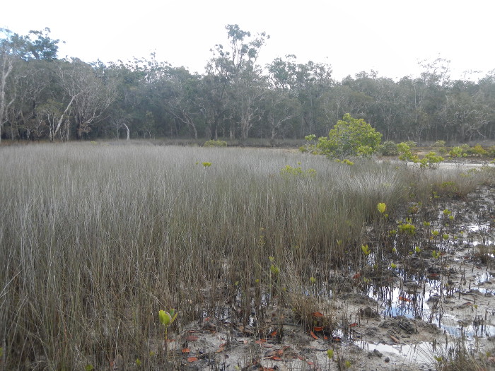 Sedge-dominated intertidal ecosystem. Photo by Maria Zann