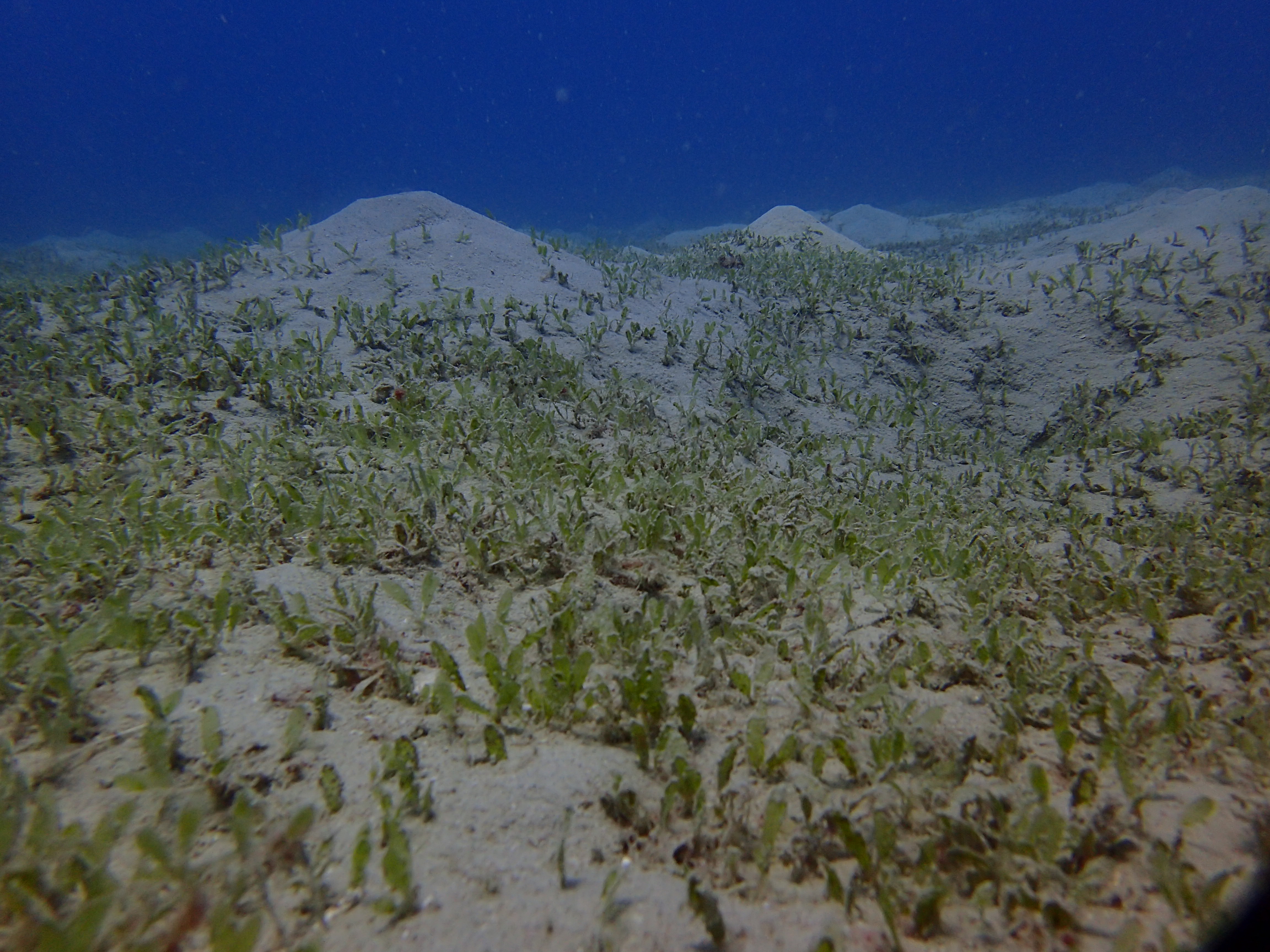 <em>H. decipiens</em>. Photo by TropWATER Seagrass Ecology Group