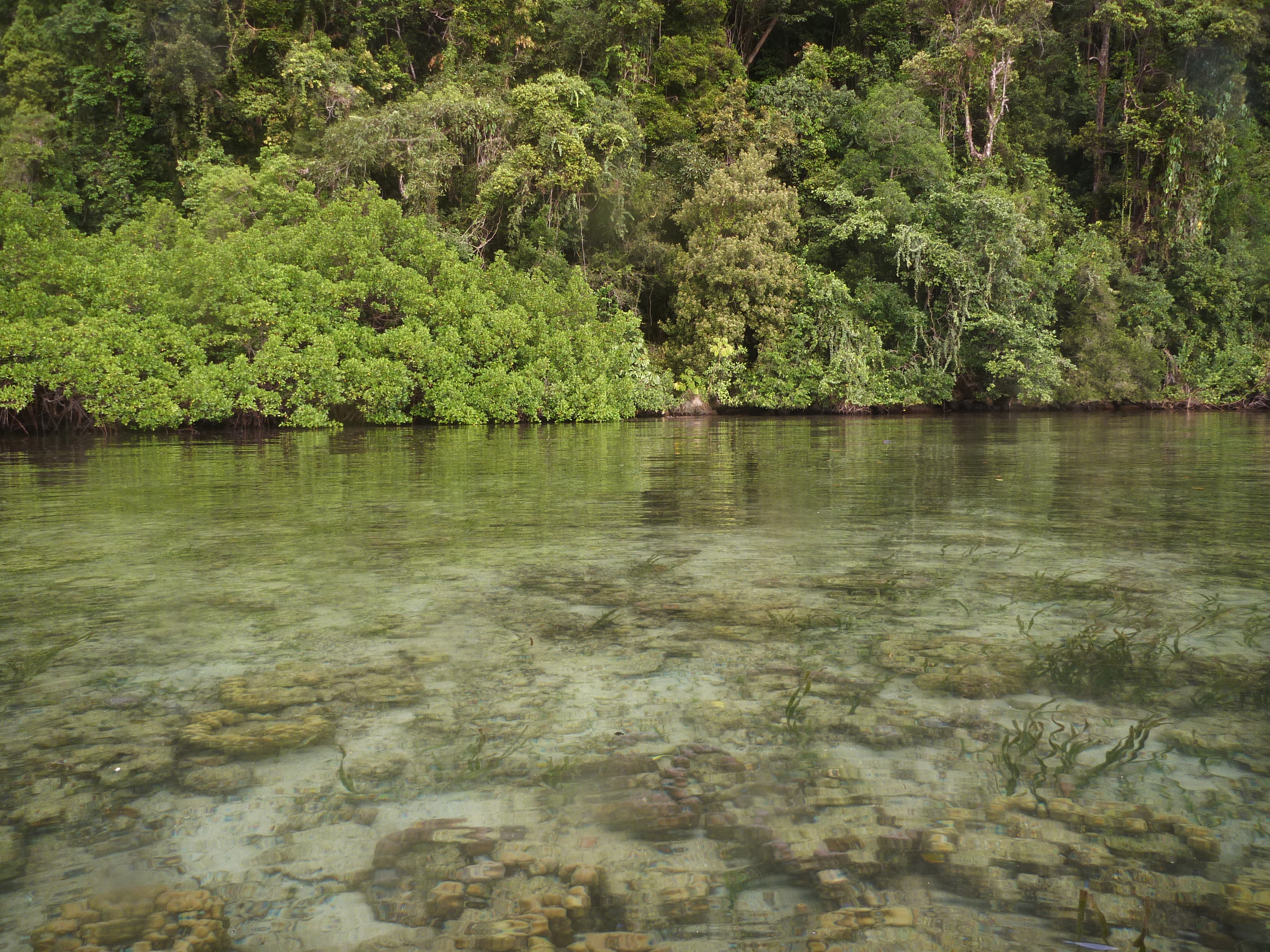 <em>E. acoroides</em>. Photo by TropWATER Seagrass Ecology Group