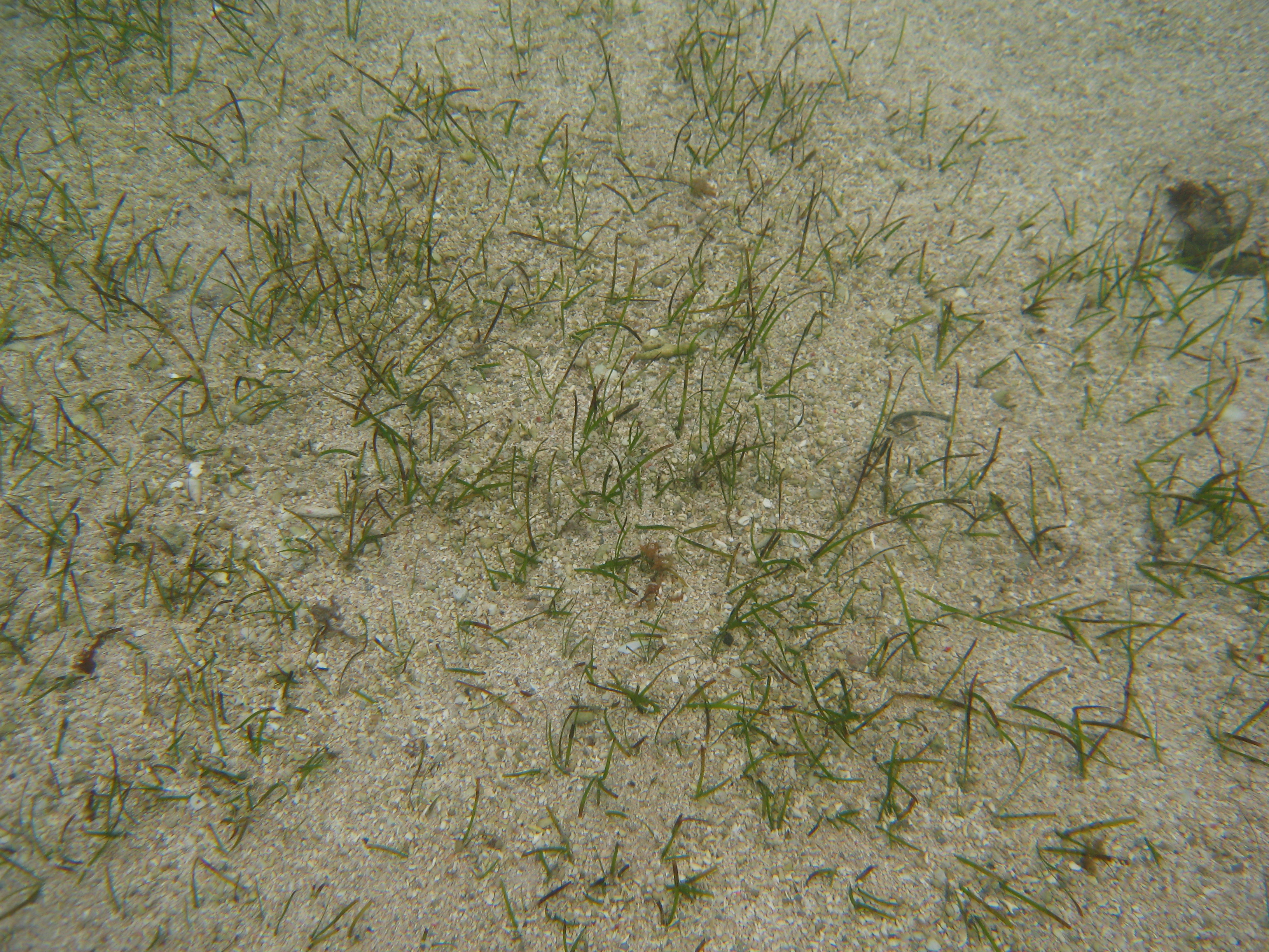 Seagrass narrow strap, <em>H. uninervis<em>. Photo by TropWATER Seagrass Ecology Group