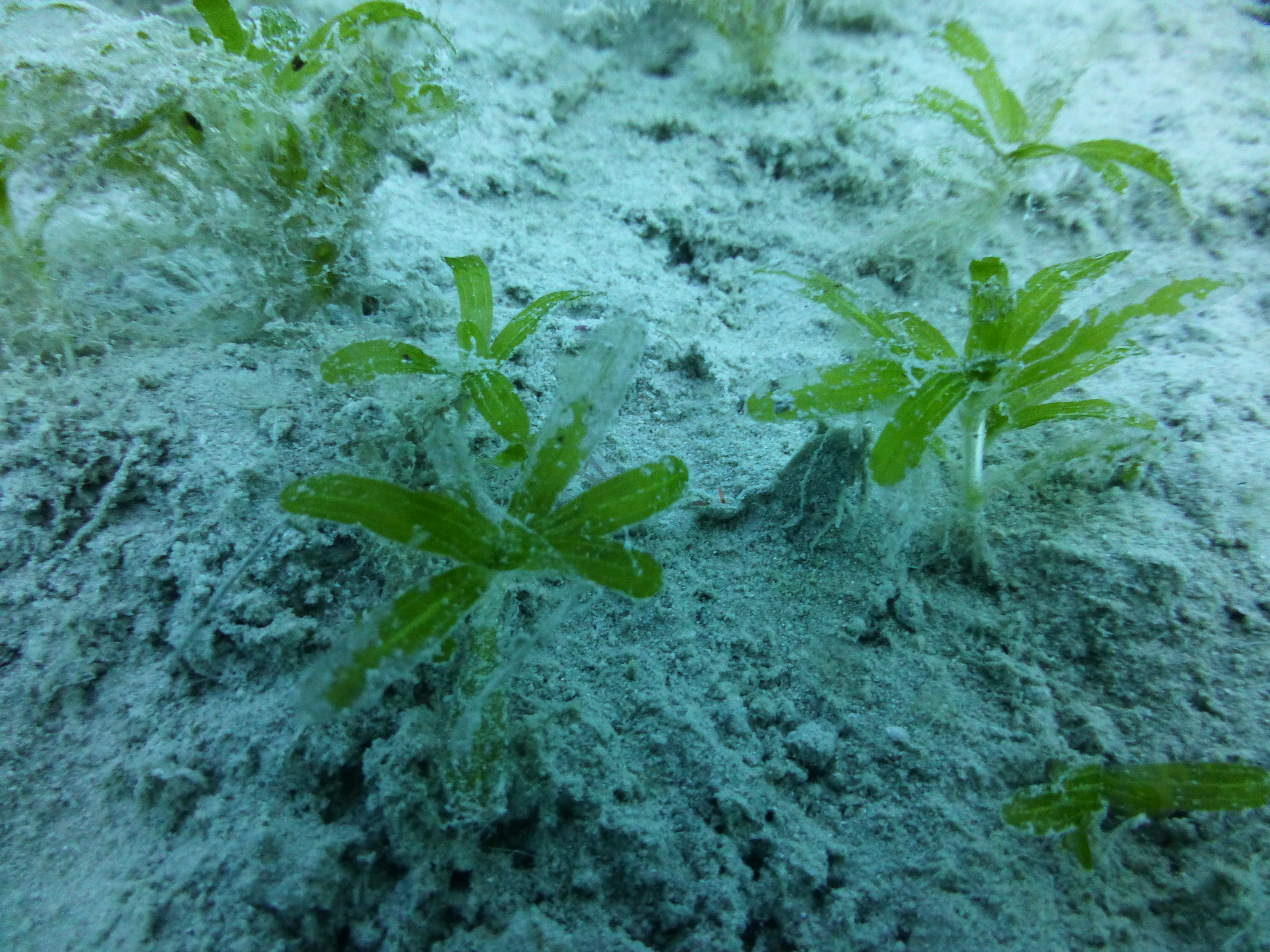 <em>H. tricostata</em>. Photo by TropWATER Seagrass Ecology Group