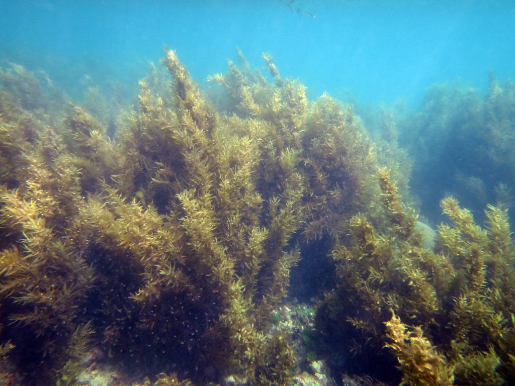 <em>Sargassum</em> bed. Photo by Zoe Loffler, ARC Centre