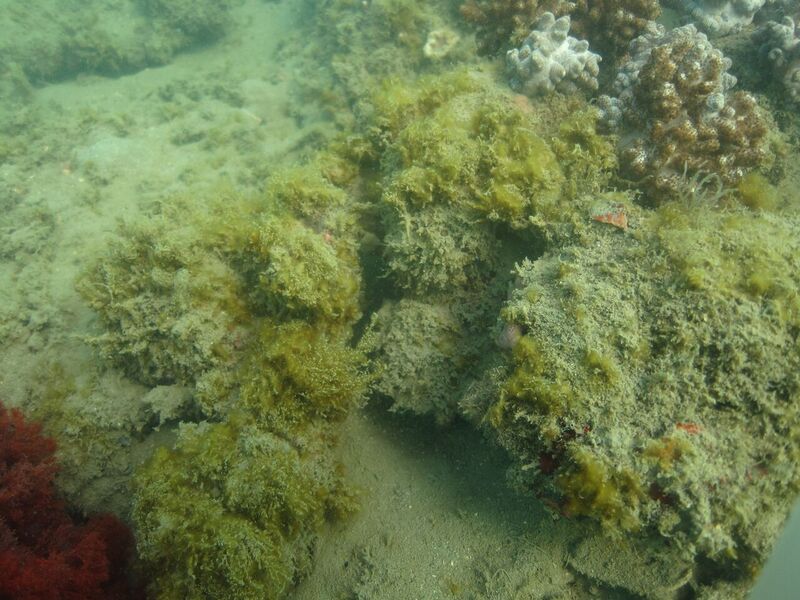 Algae turf. Photo by Lyndon Devantier