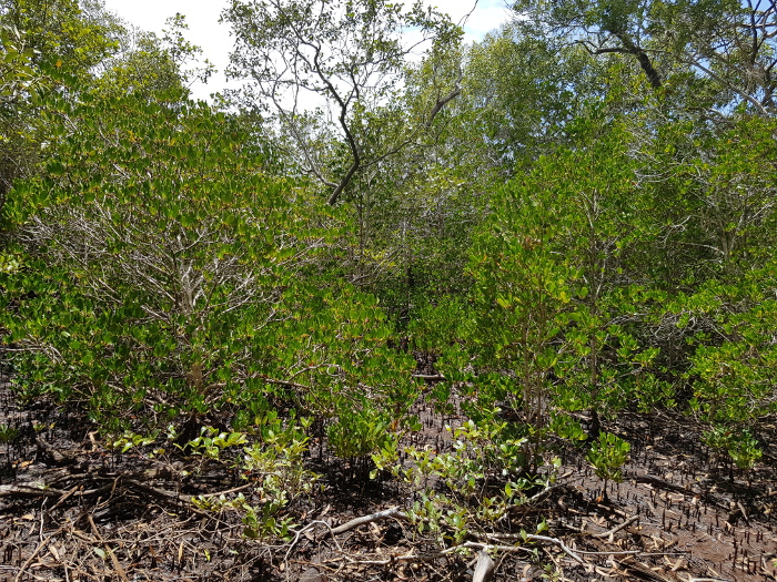 Ceriops. Photo by Maria Zann