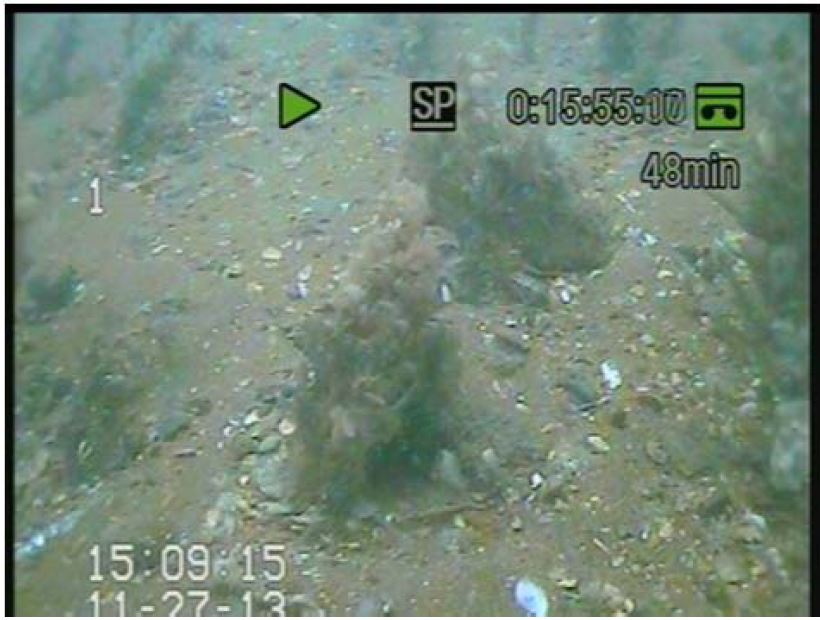 A mixture of subtidal algae. Photo by Rasheed <em>et al.</em> 2014, © James Cook University