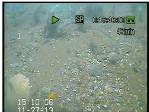 Subtidal biota. Photo by Rasheed <em>et al.</em> 2014, © James Cook University