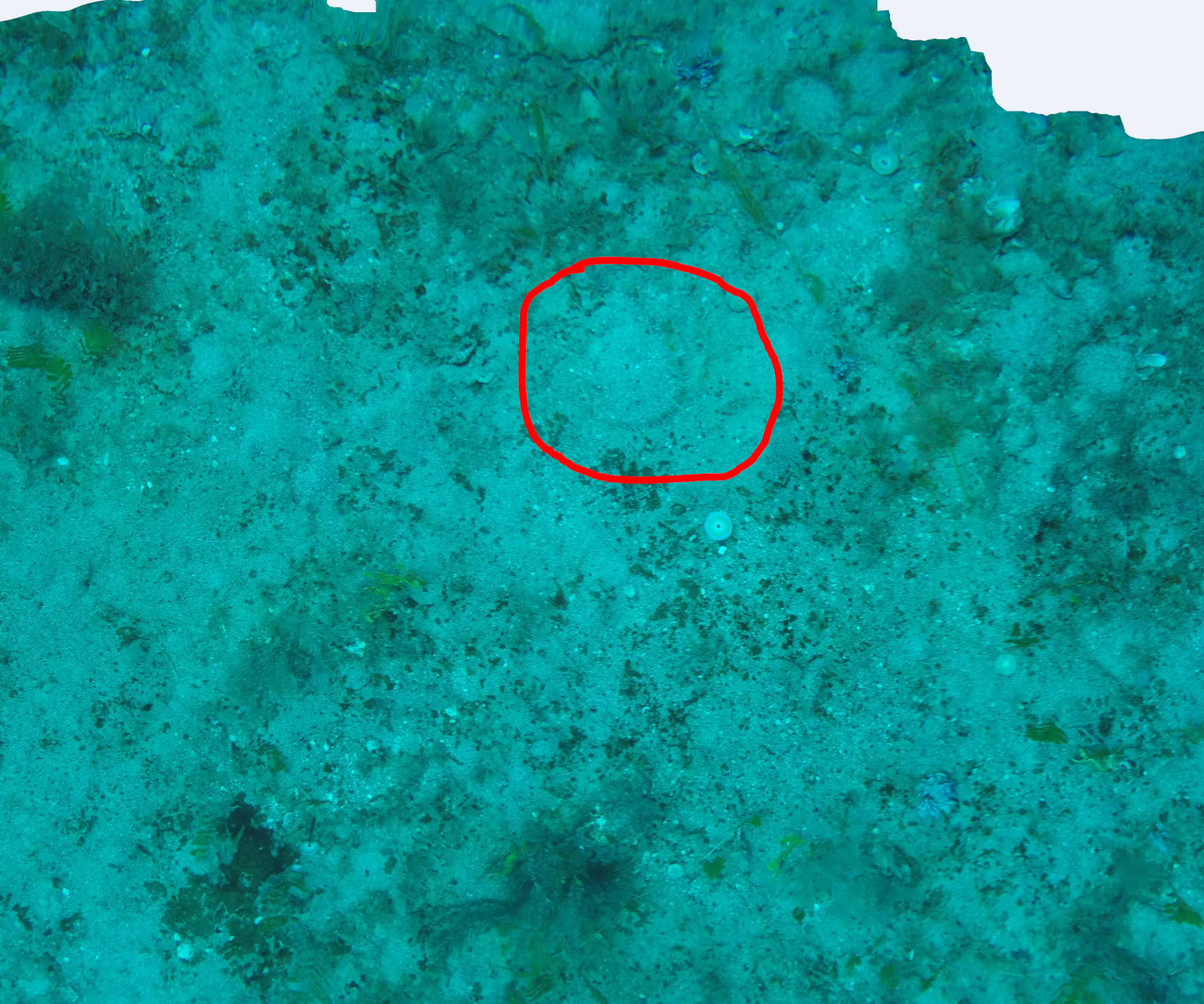 Scallop (circled) partially covered in sediment. Photo by Tony Courtney, Queensland Government