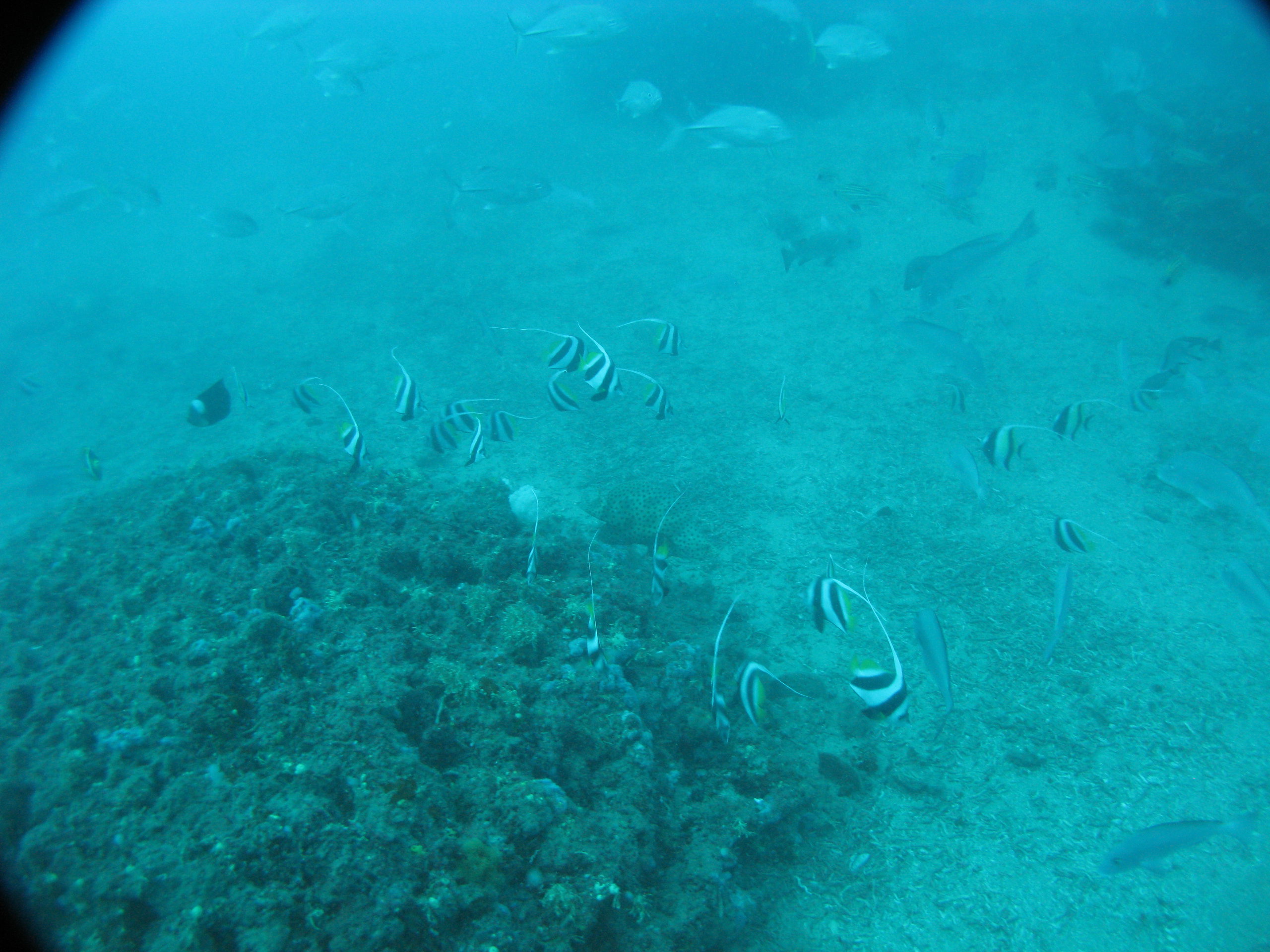 A siliquariid mollusc reef off Rooney's Point near K'gari (Fraser Island). Photo by Dan Clifton, Queensland Government