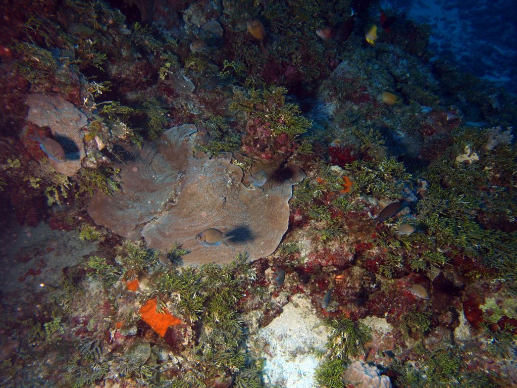 Hard, undifferentiated coral. Photo by Paul Muir, Queensland Museum