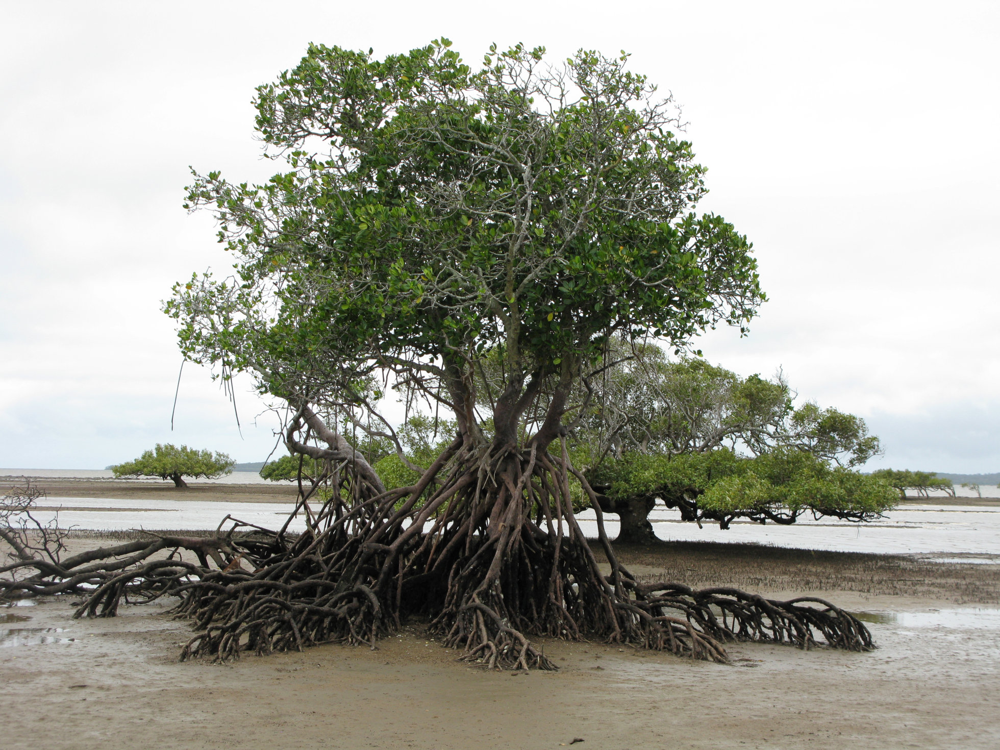 Rhizophora tree. Photo by Natalie Kastner, QPWS