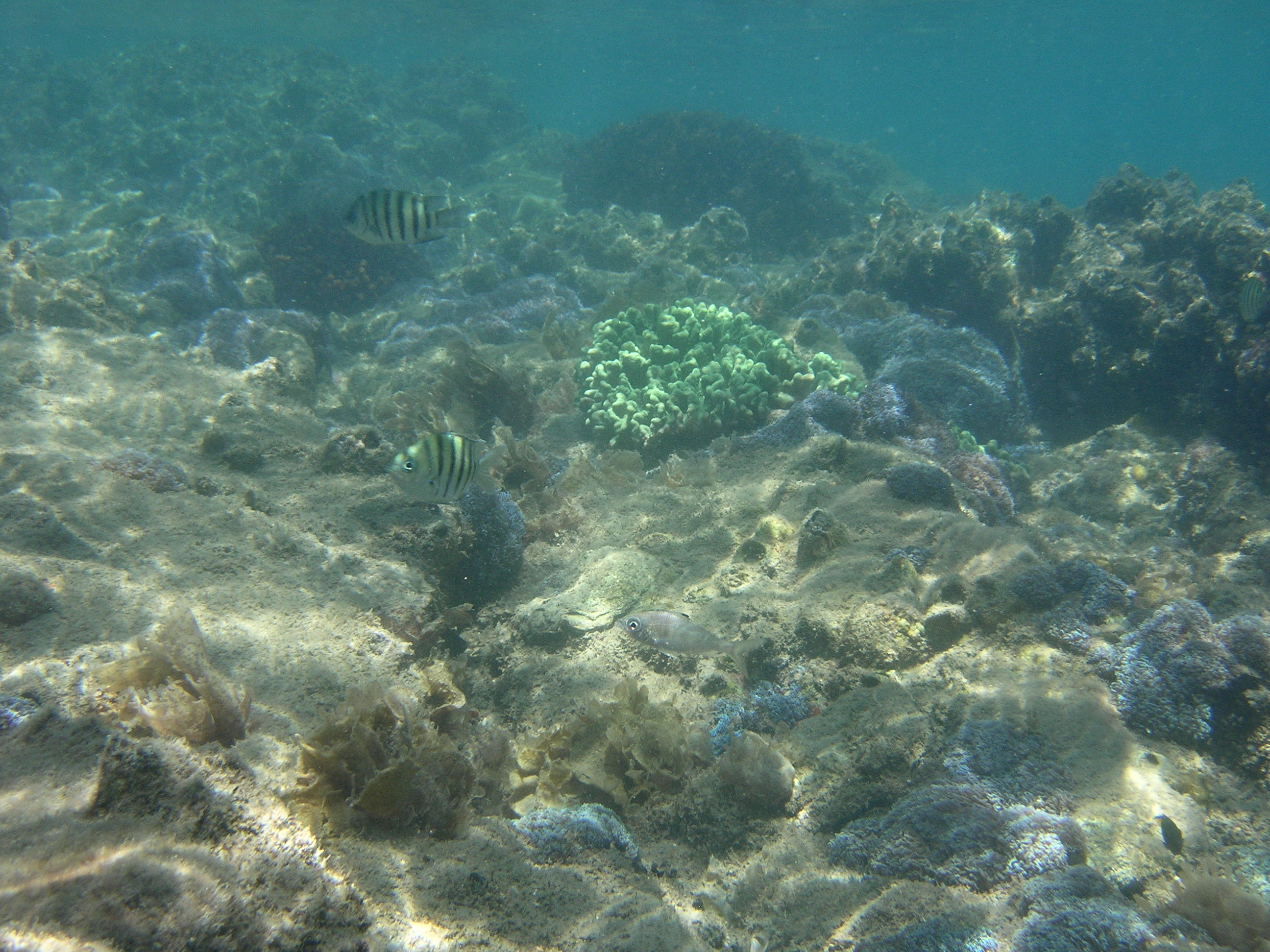 Little Woody Island, Great Sandy Strait Ramsar site. Photo by Kirsten Wortel, Queensland Government