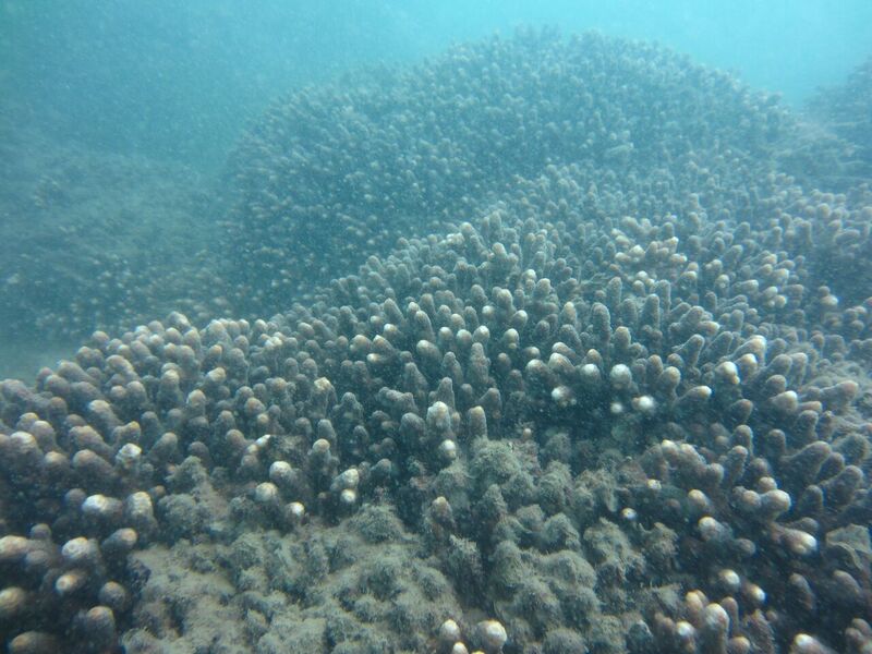 Woody Island, Great Sandy Strait. Photo by Lyndon Devantier