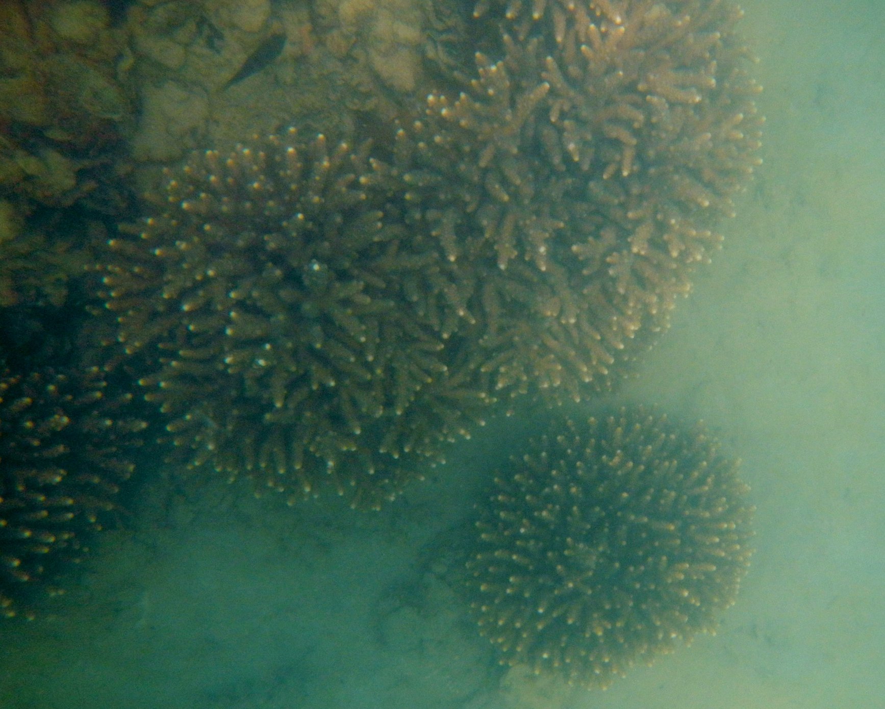 Hard branching coral, east Point Vernon. Photo by Maria Zann