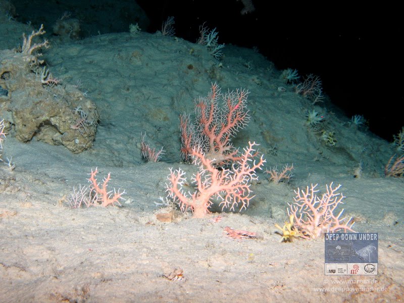 <em>Corallium</em> spp. Photo by © Marum - Centre for Marine Environmental Services