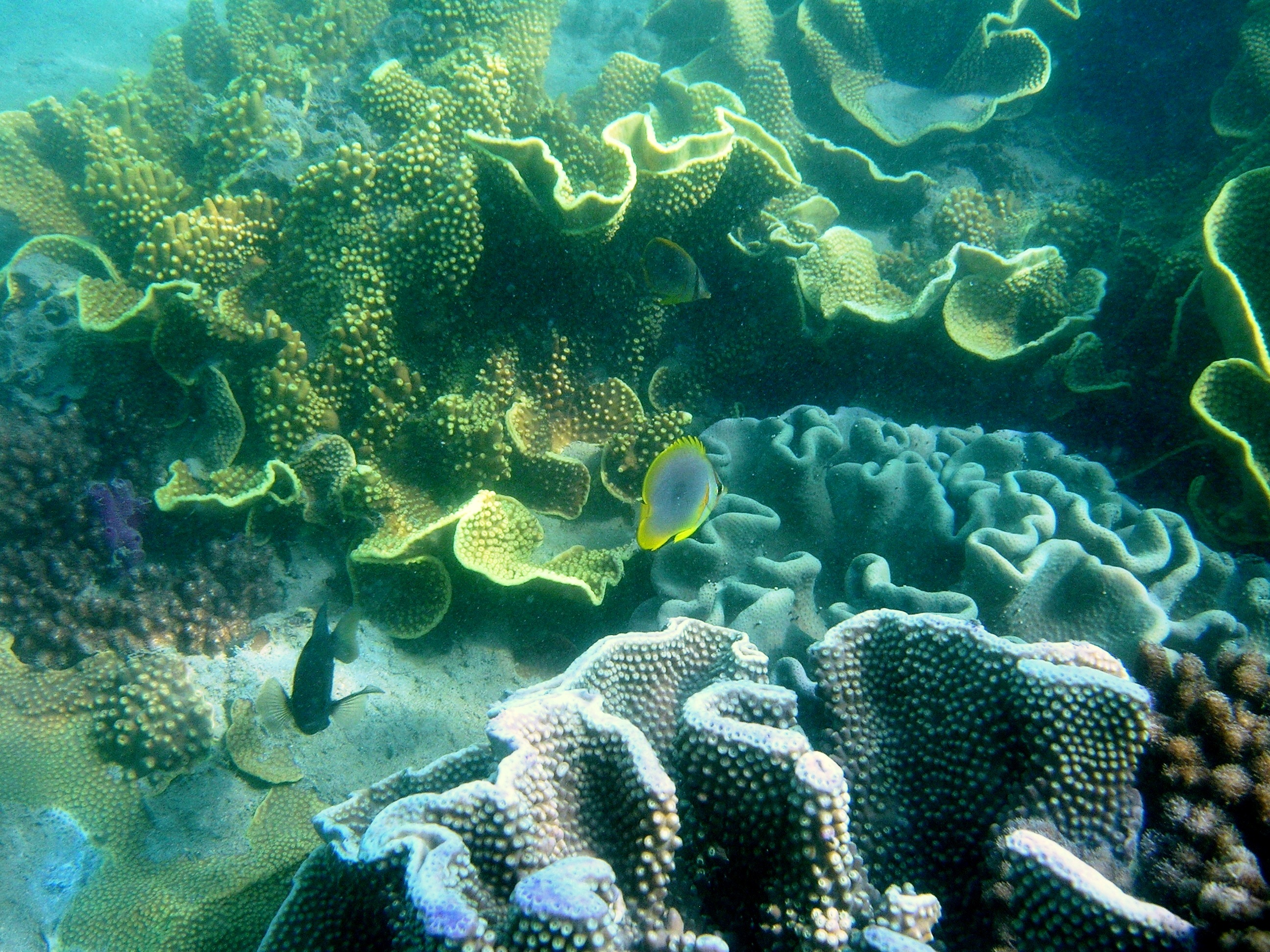 Subtidal coral at Point Vernon. Photo by Kirsten Wortel, Queensland Government