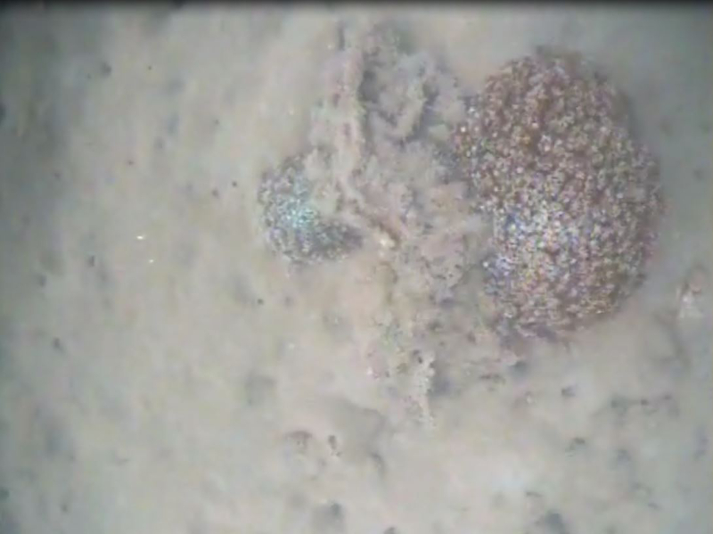 'Gravel Patches' off Dundowran. Photo by Maria Zann