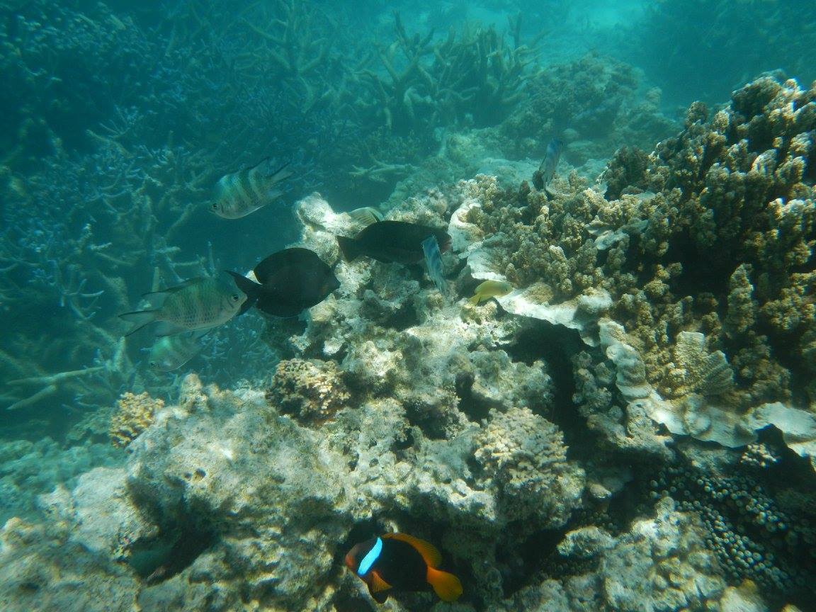 Undifferentiated coral on consolidated substrate. Photo by Maria Zann